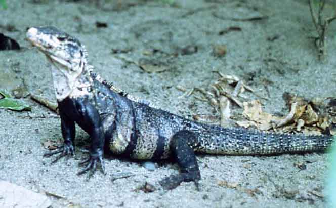 Ctenosaura